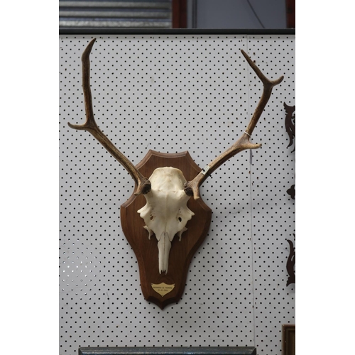 1409 - Set of antlers on wooden backboard, approx 45cm H x 50cm W