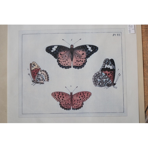 39 - Three unframed coloured prints of butterflies and a mushroom print, approx 27cm x 19cm and smaller (... 