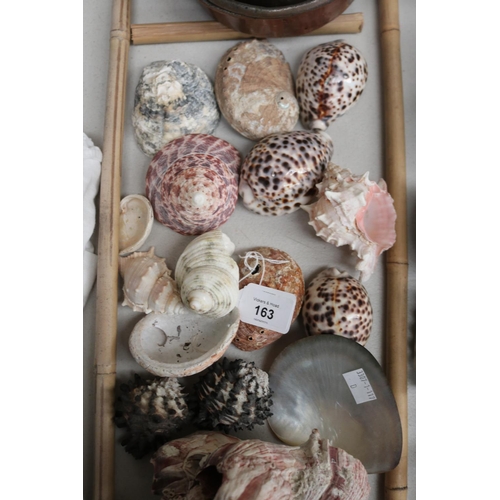 163 - Assortment of sea shell and barnacles