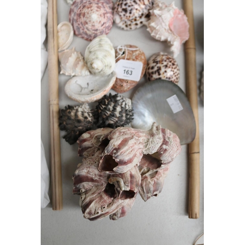 163 - Assortment of sea shell and barnacles