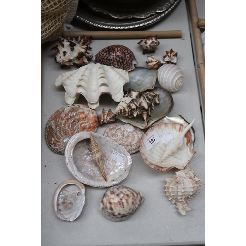 193 - Assortment of seashells