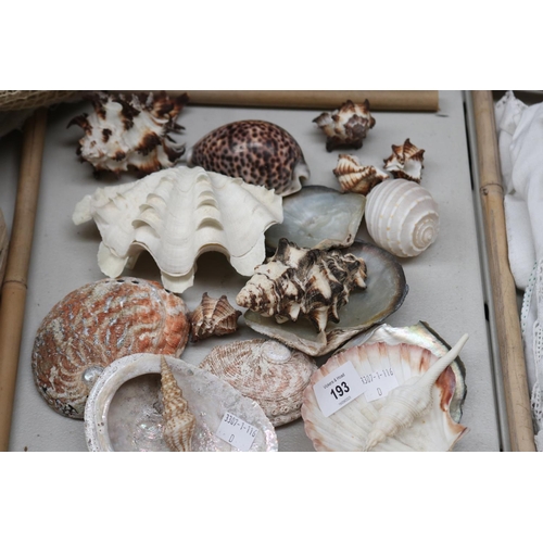 193 - Assortment of seashells