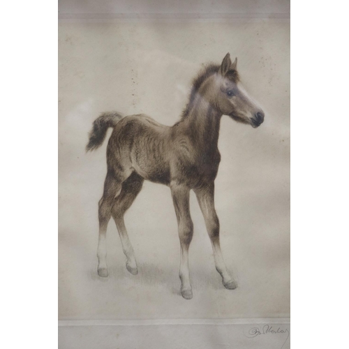 531 - Etching of a foal signed insistently lower right, approx  31cm x 24cm