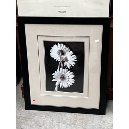 723 - Four botanical prints, approx 47cm x 32cm and smaller (4)