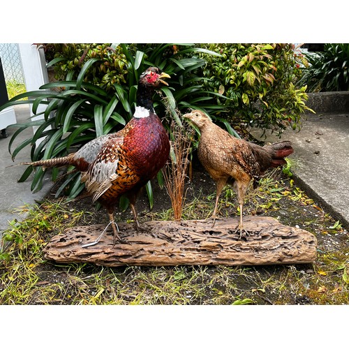 428 - Taxidermy male and female pheasants on wooden base, approx 55cm H x 100cm W