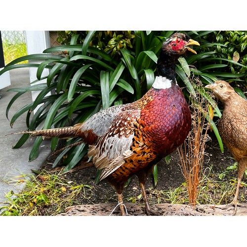 428 - Taxidermy male and female pheasants on wooden base, approx 55cm H x 100cm W