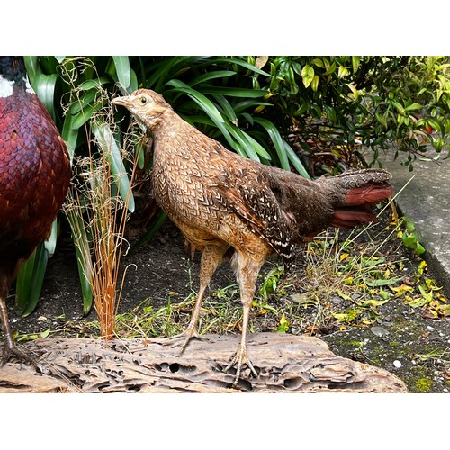 428 - Taxidermy male and female pheasants on wooden base, approx 55cm H x 100cm W