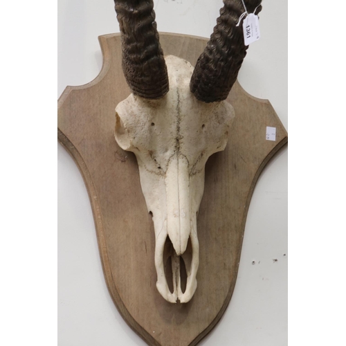 751 - Pair of mounted trophy horns, approx 52cm L (horn length)