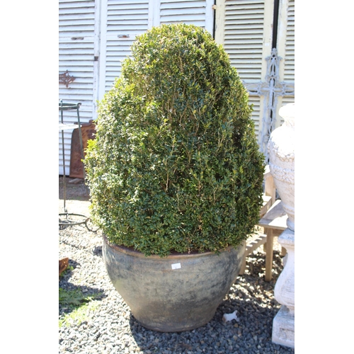 4 - Pair of large advanced cone buxus topiary plants in pots, each approx 145cm H (pot and plant) (2)