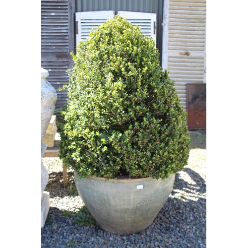 4 - Pair of large advanced cone buxus topiary plants in pots, each approx 145cm H (pot and plant) (2)