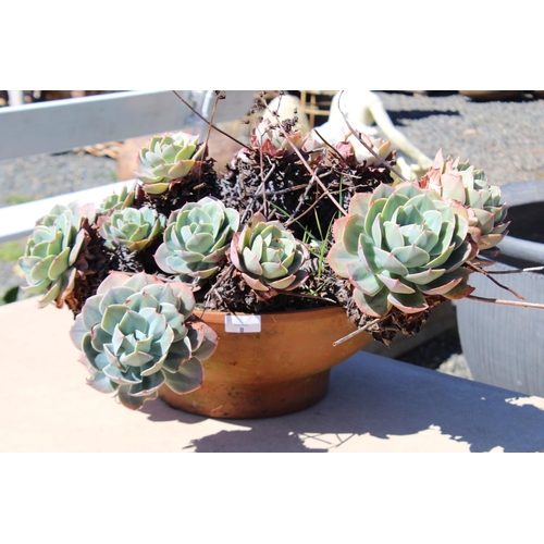 8 - Circular terracotta dish garden pot with succulents, dish approx 40cm Dia