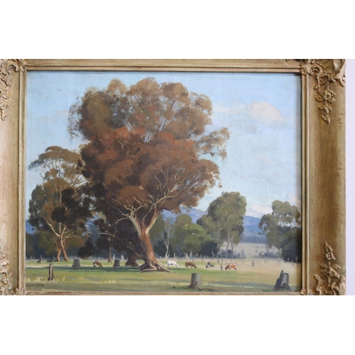 564 - R G McCann (Australian) landscape with cattle, oil on canvas, signed lower left, approx 49cm W x 40c... 