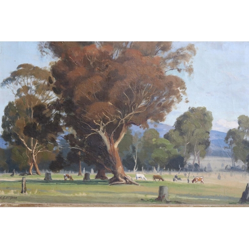 564 - R G McCann (Australian) landscape with cattle, oil on canvas, signed lower left, approx 49cm W x 40c... 