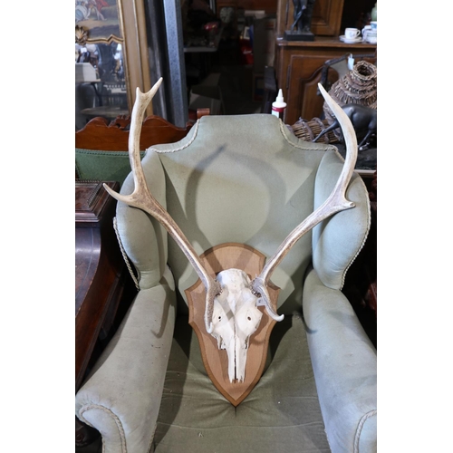 524 - Set of antlers on wooden backing, approx 71cm H x 59cm W