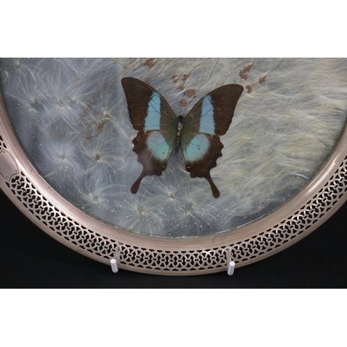 112 - Fine antique sterling silver framed glass butterfly picture, marked sterling, copyright 1913, approx... 