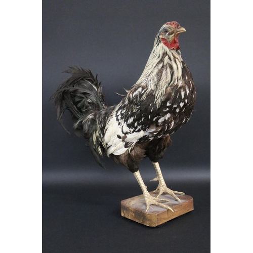 175 - Taxidermy standing chicken approx 52cm H x 20cm W x 37cm L