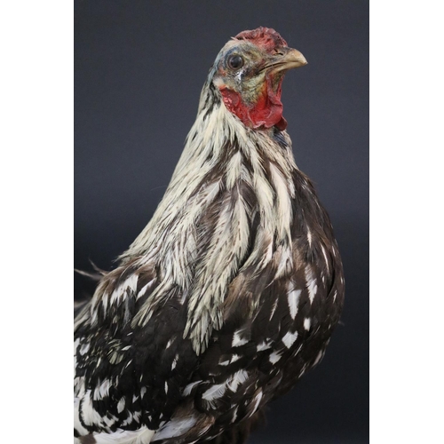 175 - Taxidermy standing chicken approx 52cm H x 20cm W x 37cm L