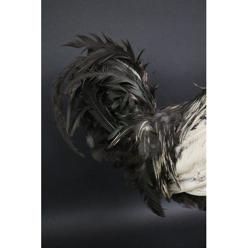 175 - Taxidermy standing chicken approx 52cm H x 20cm W x 37cm L