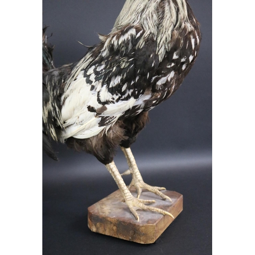 175 - Taxidermy standing chicken approx 52cm H x 20cm W x 37cm L