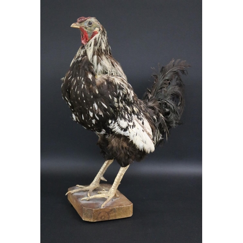 175 - Taxidermy standing chicken approx 52cm H x 20cm W x 37cm L