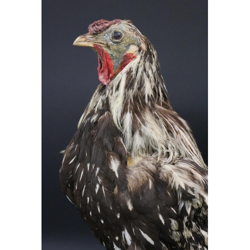 175 - Taxidermy standing chicken approx 52cm H x 20cm W x 37cm L