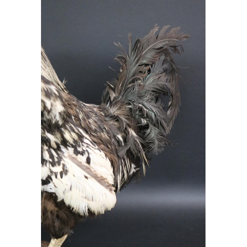 175 - Taxidermy standing chicken approx 52cm H x 20cm W x 37cm L