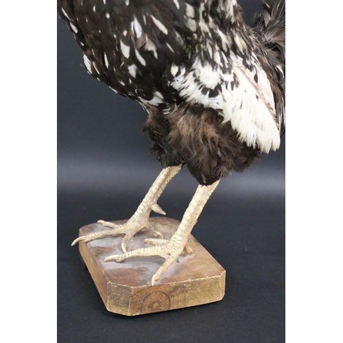 175 - Taxidermy standing chicken approx 52cm H x 20cm W x 37cm L