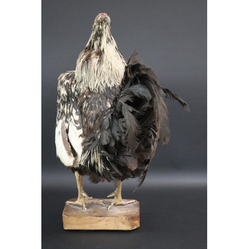 175 - Taxidermy standing chicken approx 52cm H x 20cm W x 37cm L