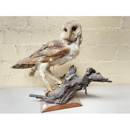 350 - Taxidermy barn owl on burr wood base on another wooden base, approx 36cm H