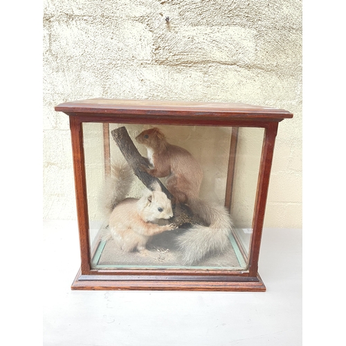 355 - Cased pair of taxidermy squirrels, oak glazed case, approx 36cm W x 25.5cm D x 33cm H