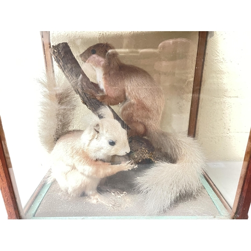 355 - Cased pair of taxidermy squirrels, oak glazed case, approx 36cm W x 25.5cm D x 33cm H