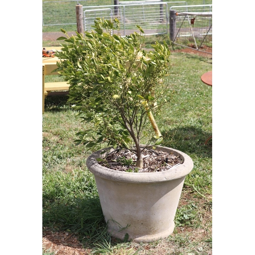 118 - Advanced kumquat tree in concrete circular pot, total approx 147cm H