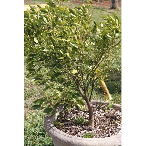 118 - Advanced kumquat tree in concrete circular pot, total approx 147cm H