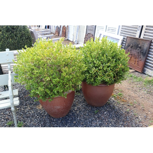 144 - Pair of advanced potted ball form Buxus in modern glazed pots, approx 90cm H and shorter (2)