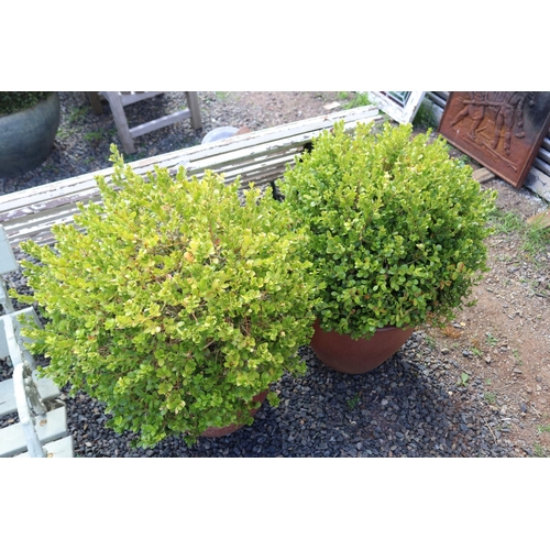 144 - Pair of advanced potted ball form Buxus in modern glazed pots, approx 90cm H and shorter (2)