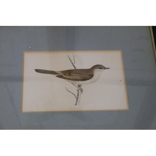 1014 - Antique engravings, to include Whitethroat, Fulmar, & butterflies, approx 21cm x 14cm and smaller (3... 