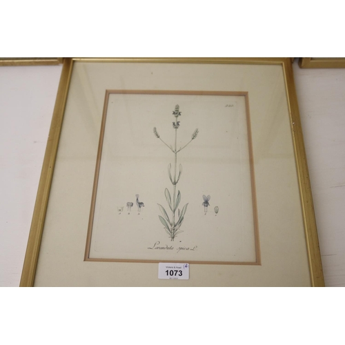 1073 - Four antique early German botanical studies (4)