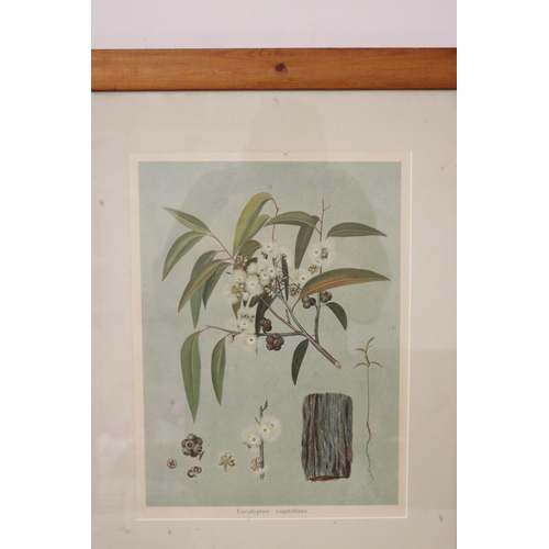 1076 - Antique coloured chromolithograph print Eucalyptus Capetellata, approx 40 cm x 30 cm