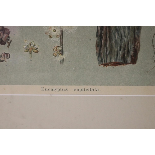 1076 - Antique coloured chromolithograph print Eucalyptus Capetellata, approx 40 cm x 30 cm