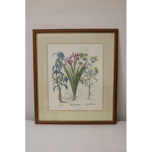 1077 - Antique large coloured botanical study, approx 54 cm x 45 cm