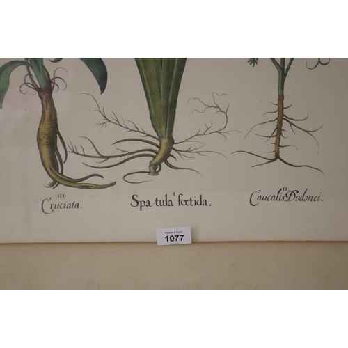 1077 - Antique large coloured botanical study, approx 54 cm x 45 cm