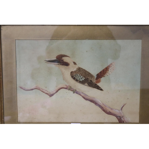 1085 - G. A. Wright (Working 1910-20) Australia, Kookaburra, watercolour, signed lower right dated 1925, ap... 