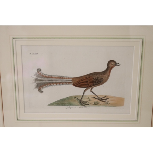 1088 - John Latham  (1740-1837) Superb Menura (lyre Bird) hand coloured engraving, circa 1820's, approx 14 ... 