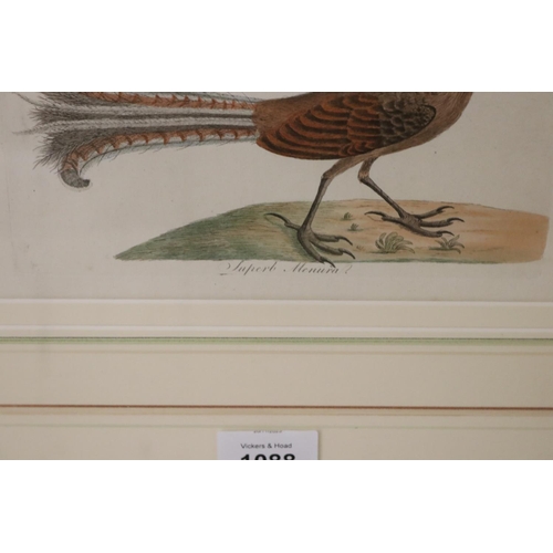 1088 - John Latham  (1740-1837) Superb Menura (lyre Bird) hand coloured engraving, circa 1820's, approx 14 ... 