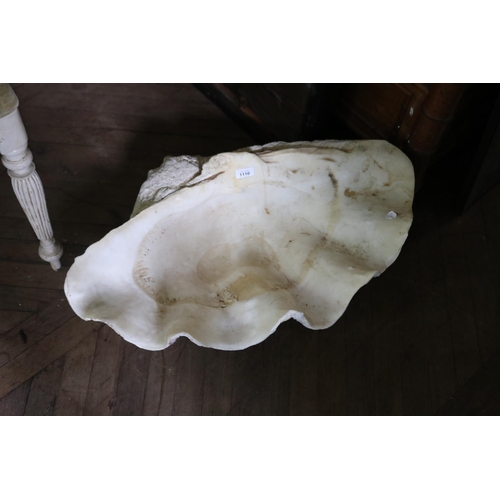 1110 - Large clam shell, approx 75cm W