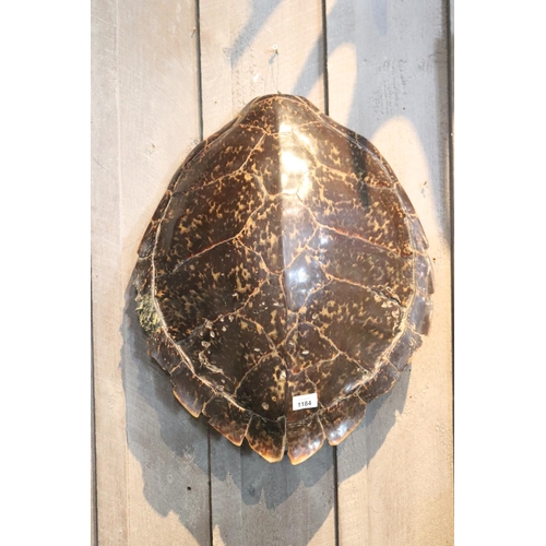 1184 - Large sea turtle shell, approx 58cm H x 45cm W