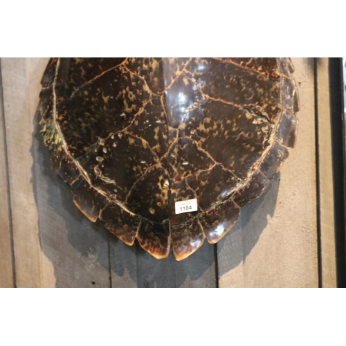 1184 - Large sea turtle shell, approx 58cm H x 45cm W