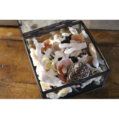 1206 - Small display box with assortment of shells etc, approx 9cm H x 15cm Sq