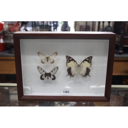 1362 - Shadow framed butterflies, approx 24cm H x 33cm W  x 6cm D