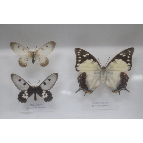 1362 - Shadow framed butterflies, approx 24cm H x 33cm W  x 6cm D